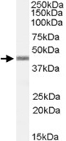 PAB11417 - APOBEC3G