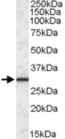 PAB11430 - ERP29