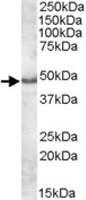 PAB11436 - Apolipoprotein L5 / ApoL5
