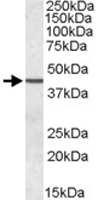 PAB11438 - Septin-2