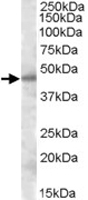 PAB11439 - Septin-7