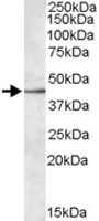 PAB11442 - CD329 / SIGLEC8