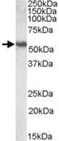 PAB11444 - Cytokeratin 13