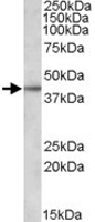 PAB11448 - Apolipoprotein L3 / ApoL3