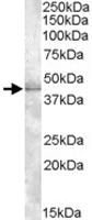 PAB11459 - MBNL1