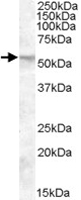PAB11467 - FKBP4
