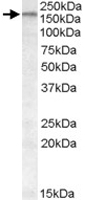 PAB11478 - ABCA9