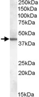 PAB11485 - ABHD12