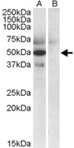 PAB11493 - Apolipoprotein L4 / ApoL4