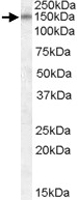 PAB11517 - DLG1