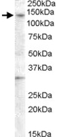 PAB11536 - GPR125