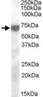 PAB11544 - KCNQ4