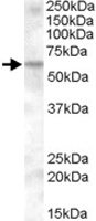 PAB11545 - KPNA6 / Importin alpha-7