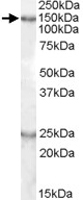 PAB11551 - KIAA0319