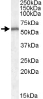 PAB11560 - Neurotrophin 4 / NTF4