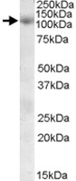 PAB11585 - Sorting nexin-19 (SNX19)
