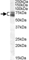 PAB11615 - ARNTL / BMAL1