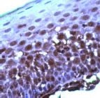 PAB11632 - Cullin-2