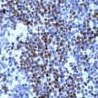 PAB11634 - Cyclin D1