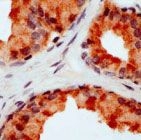 PAB11648 - CD178 / Fas Ligand