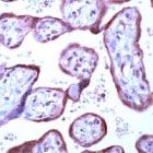 PAB11652 - VEGFR-1 / Flt-1