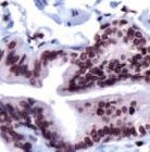 PAB11656 - FOXP4 / FKHLA