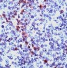 PAB11670 - Granzyme B (GZMB)