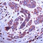 PAB11673 - Endoplasmin / HSP90B1 / TRA1
