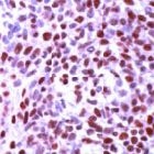 PAB11676 - HDAC1