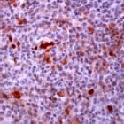 PAB11677 - HDAC2