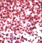 PAB11682 - ID3 / BHLHB25