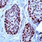 PAB11694 - MCM2