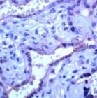 PAB11706 - MMP-23