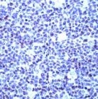 PAB11718 - POU2F1 / OCT1