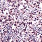 PAB11720 - OCT3/4