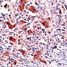 PAB11721 - Osteopontin / SPP1