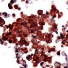 PAB11731 - PDCD6