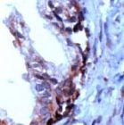 PAB11742 - PSCA