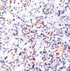 PAB11744 - PSMA / FOLH1