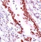 PAB11748 - RCC1 / CHC1