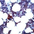 PAB11754 - PTPN11 / PTP2C