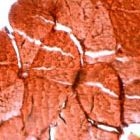 PAB11783 - Myoglobin