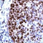 PAB11790 - PCNA