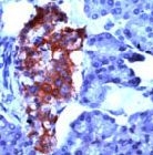 PAB11815 - Synaptophysin / SYP