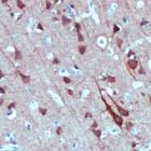 PAB11816 - Syntaxin 1A / STX1A