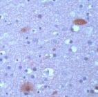 PAB11817 - Alpha-Synuclein / SNCA