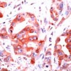 PAB11822 - Thrombin receptor / F2R