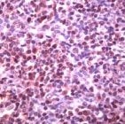 PAB11855 - Bcl-6