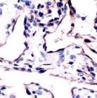 PAB11861 - CD34