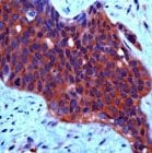 PAB11867 - HGF receptor